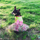 Illustration for article titled 39 *Scratchy Scratchy* Photos of Dogs